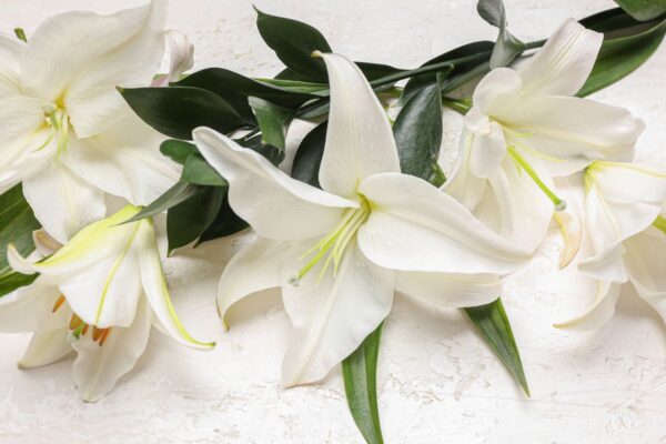 Lilies on a white background